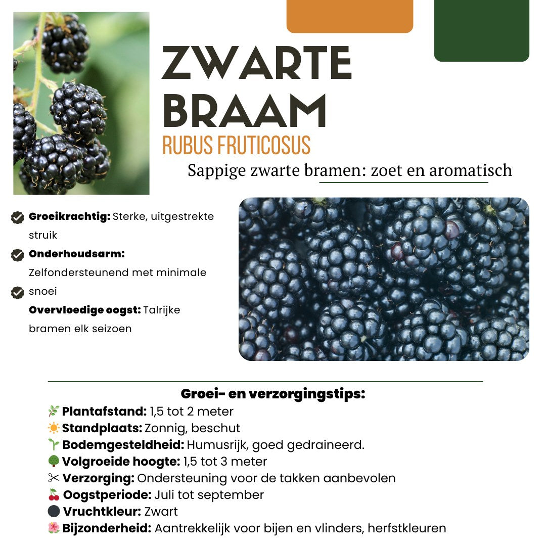 Fruit plant set Fruit Party