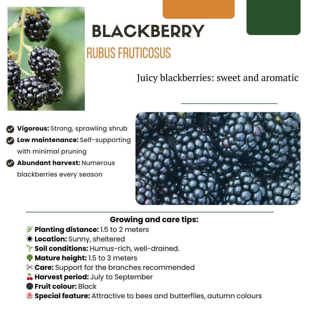 Fruitplanten set Vruchten feestje (3 biologische fruitplanten)