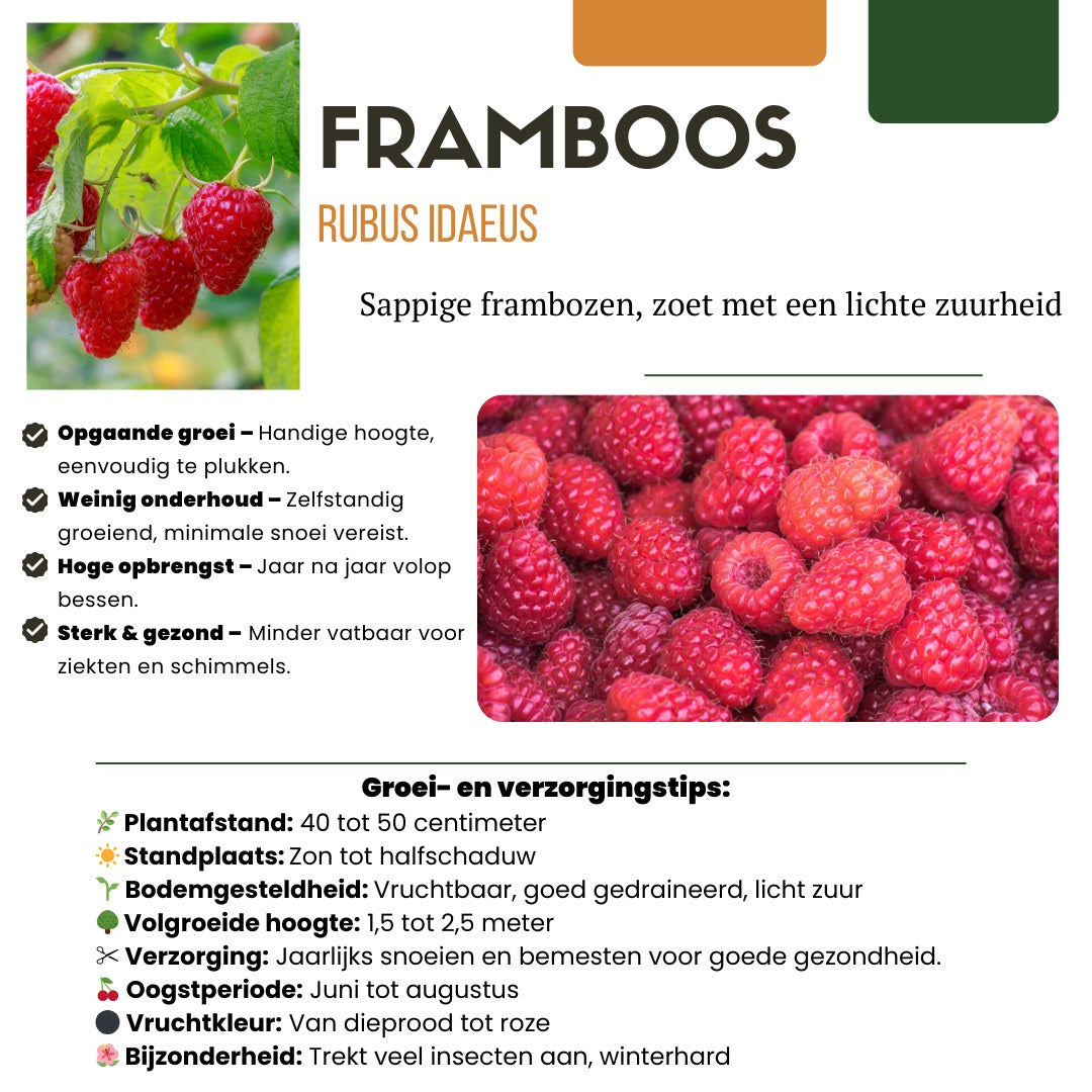 Fruitplanten set Vruchten feestje (3 biologische fruitplanten)