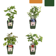 Fruitplanten set Vruchtenparadijs (4 biologische fruitplanten)