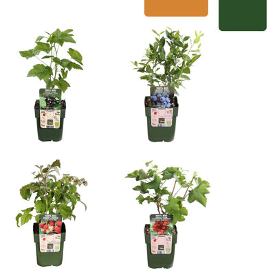 Fruitplanten set Vruchtenparadijs (4 biologische fruitplanten)