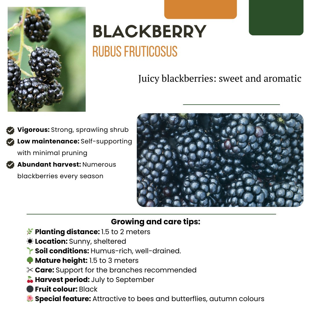 Fruitplanten set Vruchtenparadijs (4 biologische fruitplanten)