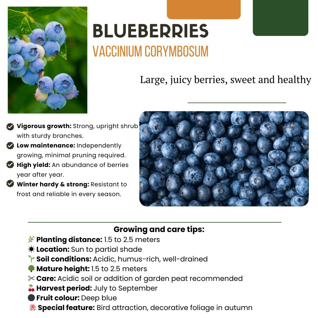 Fruitplanten set Vruchtenparadijs (4 biologische fruitplanten)