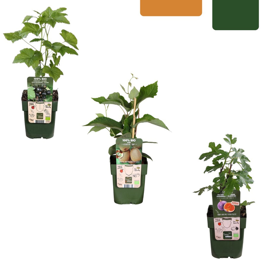 Set di piante da frutto Trio Dolce raccolto (3 piante da frutto bio)