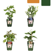 Set di piante da frutto Frutti d'estate