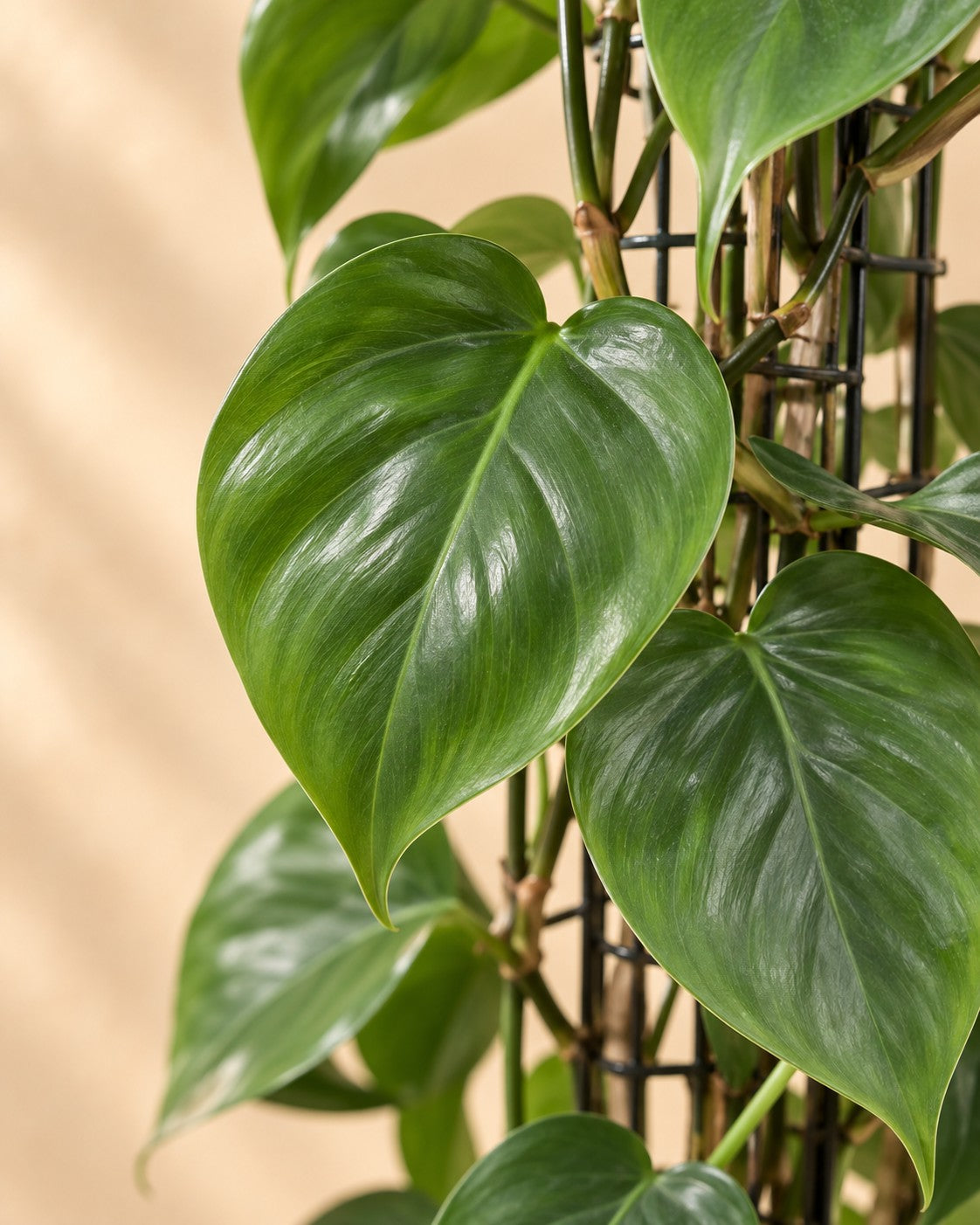 Närbild på bladen hos Klätterfilodendron på nätspaljé (Philodendron hederaceum)