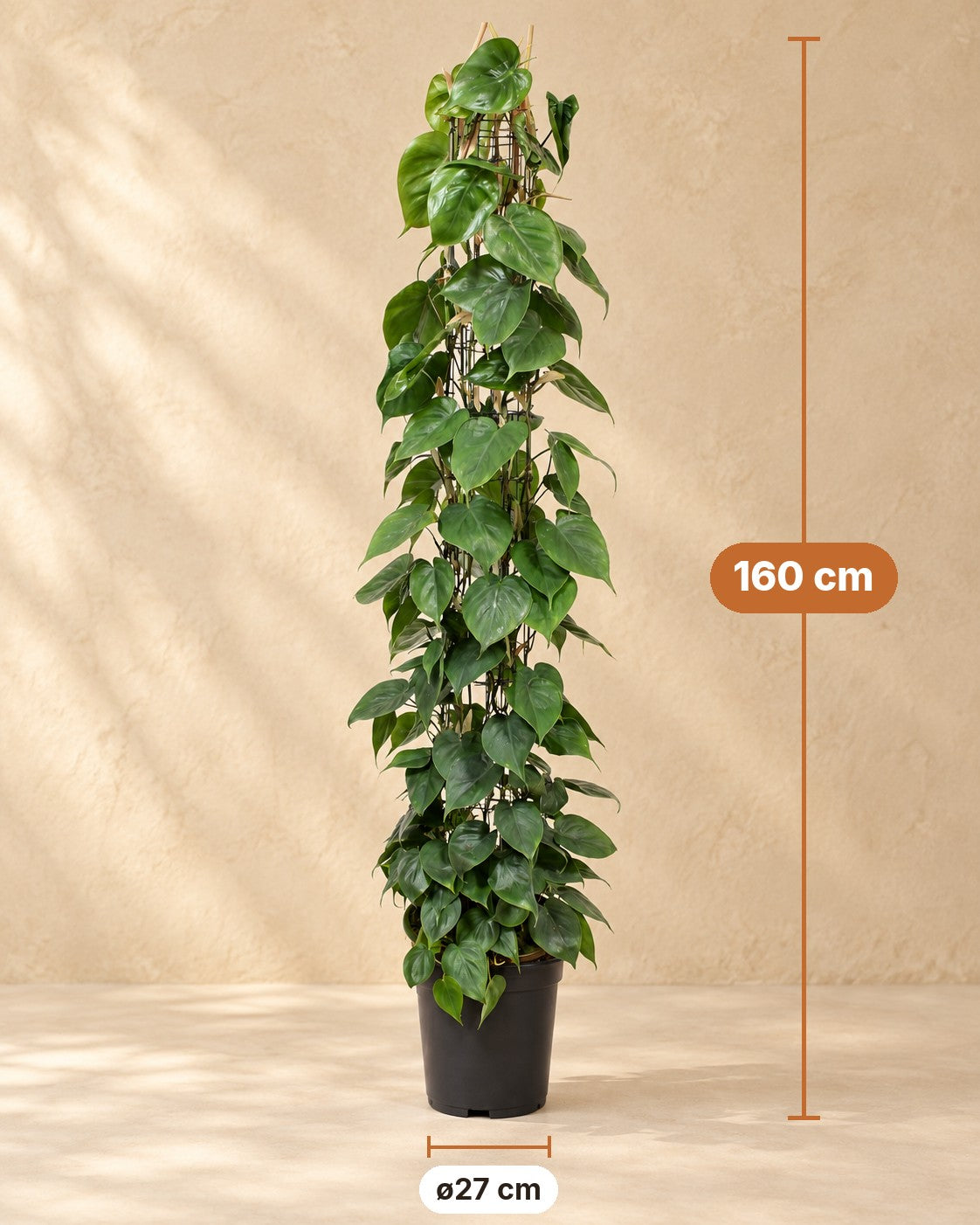 Dimensions Plante trouée sur grille : 160 cm de haut, pot ø27 cm