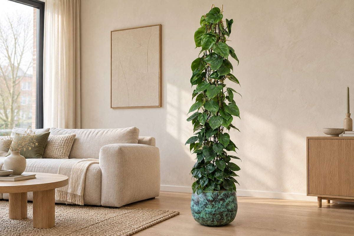 Plante trouée sur grille, 160 cm, dans cache-pot Elisa Mystic Green dans un salon lumineux