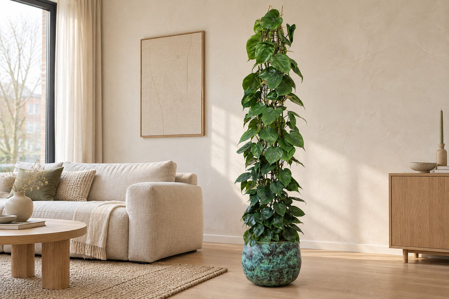 Plante trouée sur grille (Philodendron scandens) 160 cm de haut, pot ø27 cm
