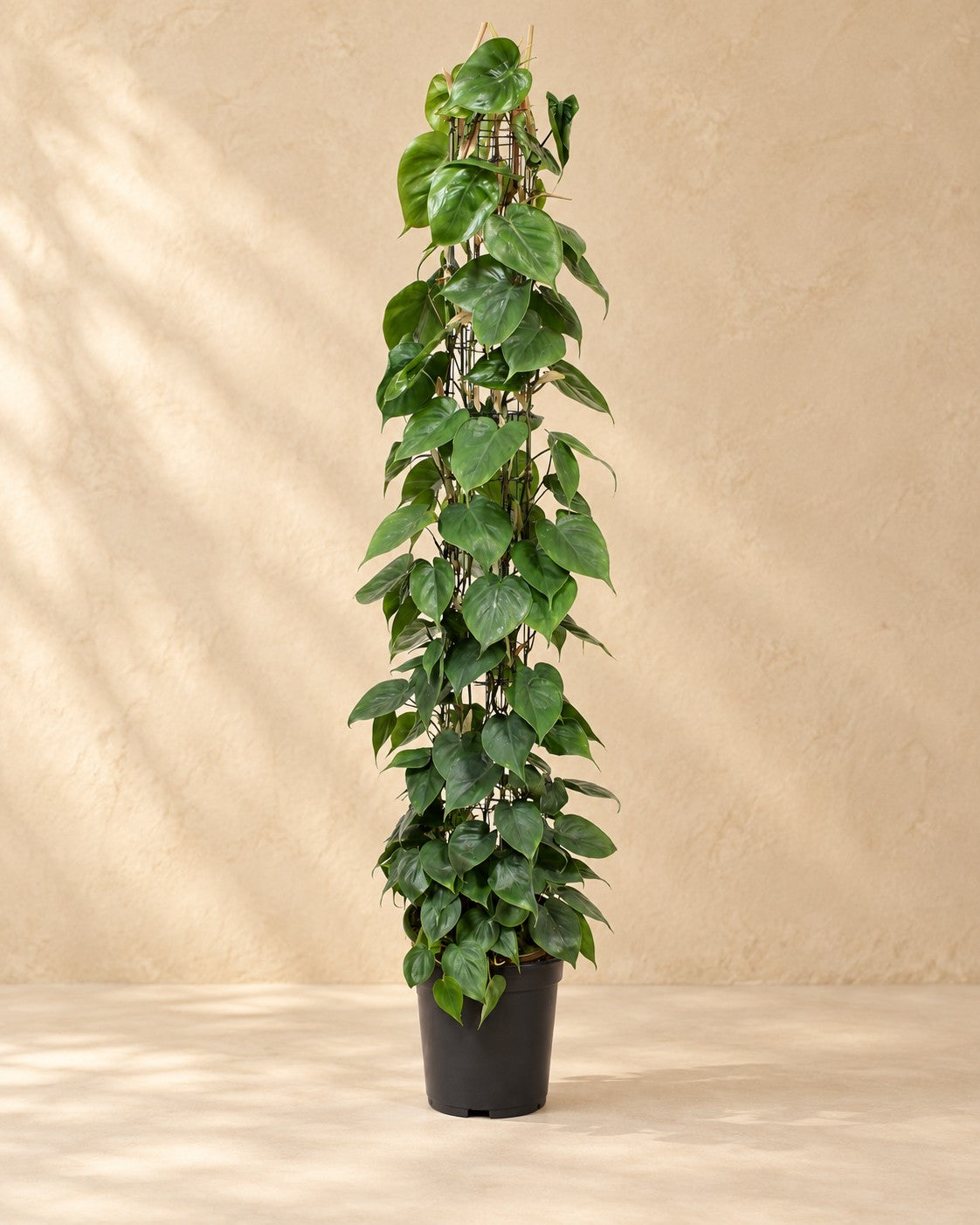 Klätterfilodendron på nätspaljé (Philodendron hederaceum), 160 cm hög i en 27 cm odlingskruka