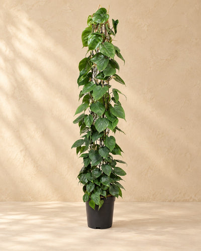 Plante trouée sur grille (Philodendron hederaceum), 160 cm de haut en pot de culture de 27 cm