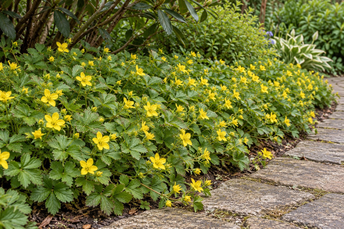 Fraisier doré planté au jardin