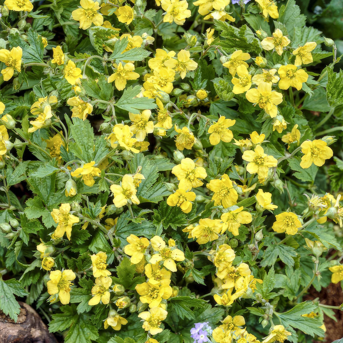 Goudaardbei in de tuin