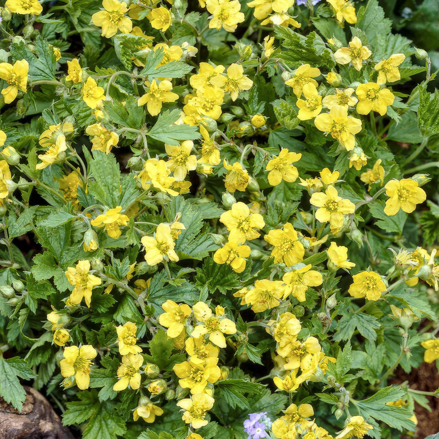 Fraisier doré (Waldsteinia ternata)