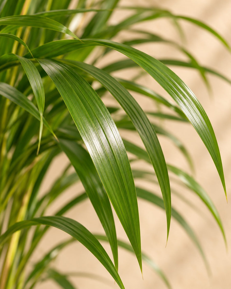 Palma Areca (Dypsis lutescens) 120 cm di altezza, vaso ø24 cm