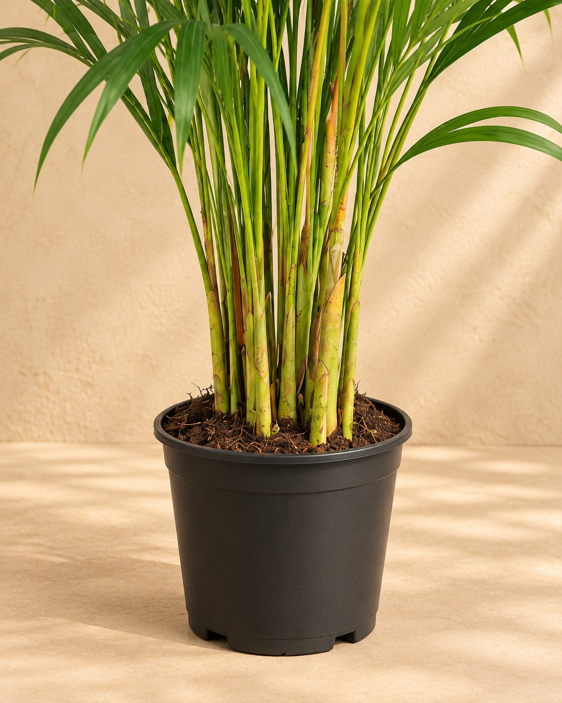 Parte bassa di Palma Areca (Dypsis lutescens) con il vaso di coltivazione