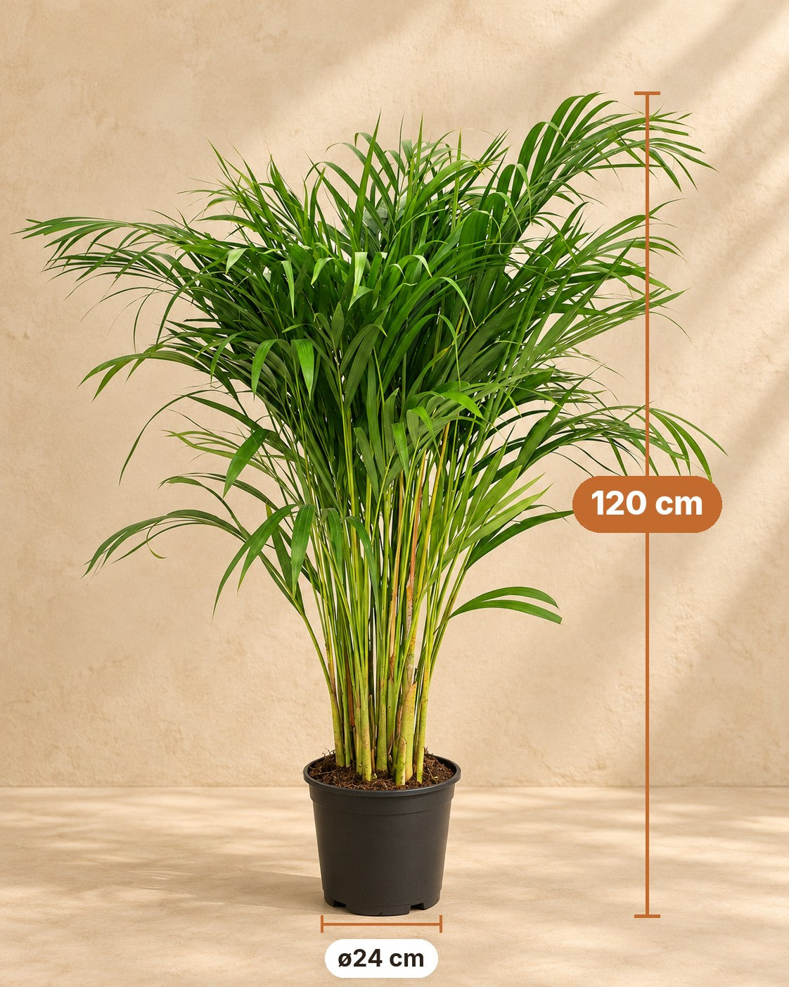 Dimensioni Palma Areca: altezza 120 cm, vaso ø24 cm