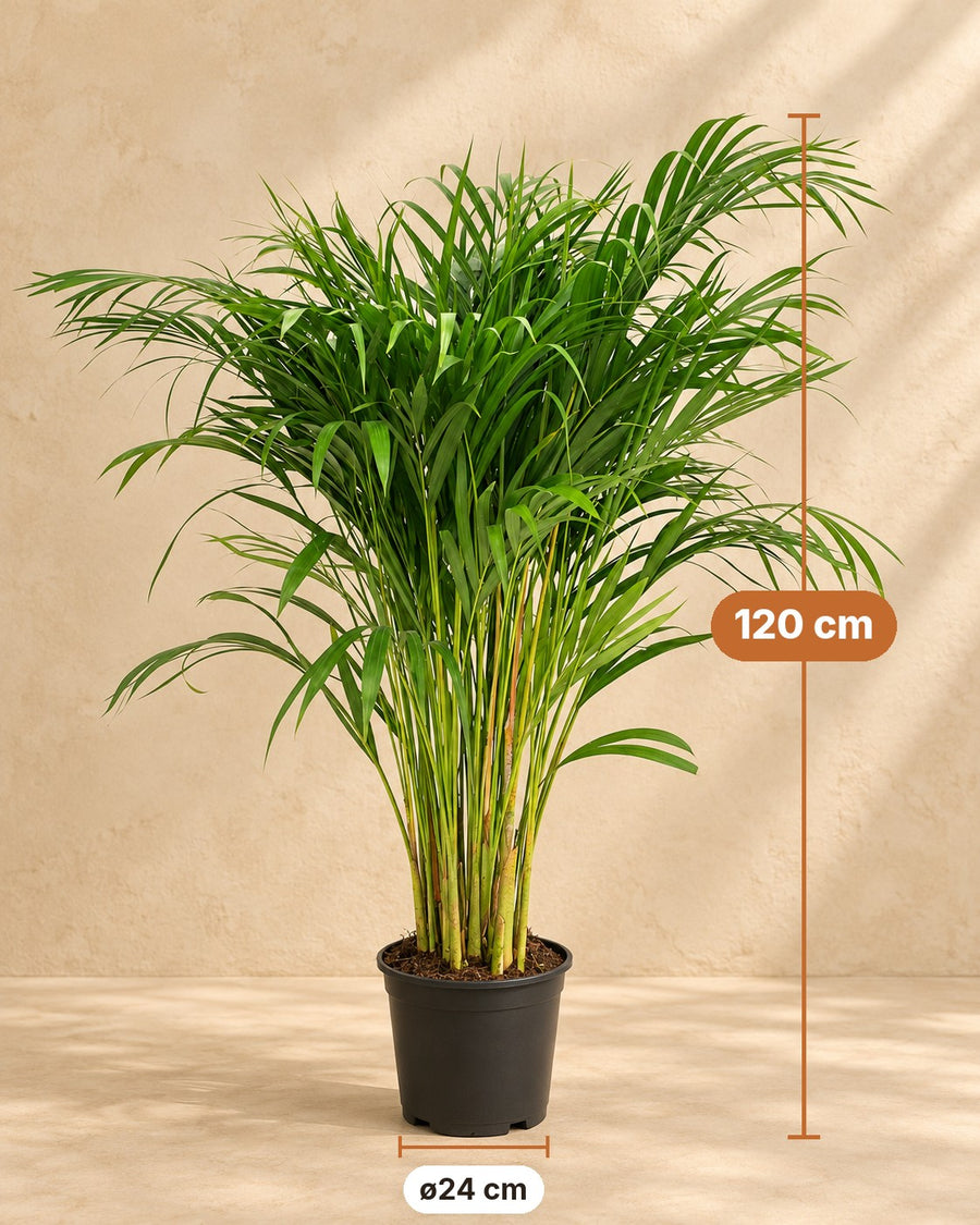 Palma Areca (Dypsis lutescens) 120 cm di altezza, vaso ø24 cm
