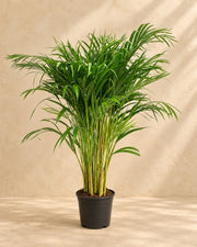Palma Areca (Dypsis lutescens), alta 120 cm in vaso di coltivazione da 24 cm