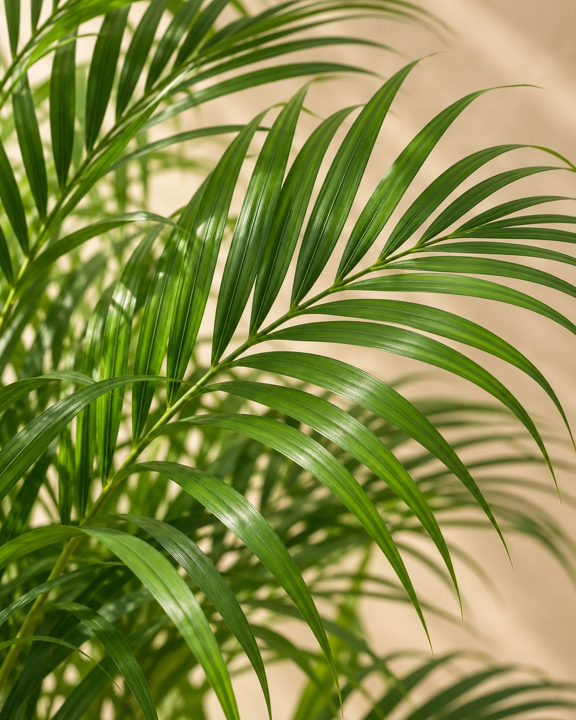 Primo piano delle foglie di Palma Areca (Dypsis lutescens)