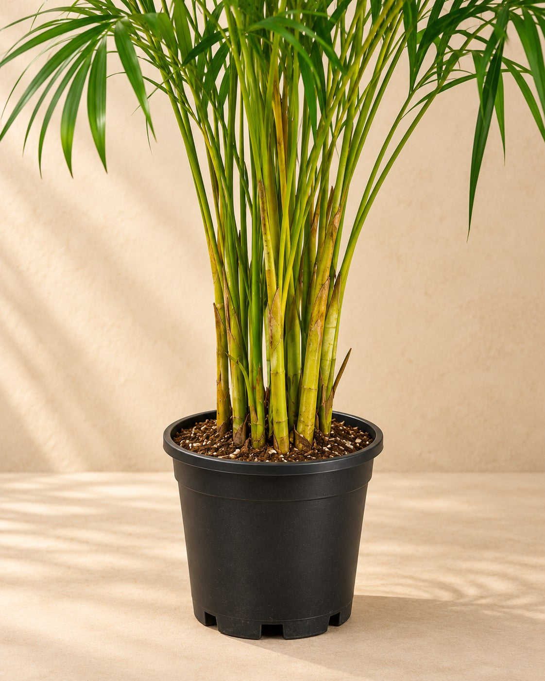 Parte bassa di Palma Areca (Dypsis lutescens) con il vaso di coltivazione