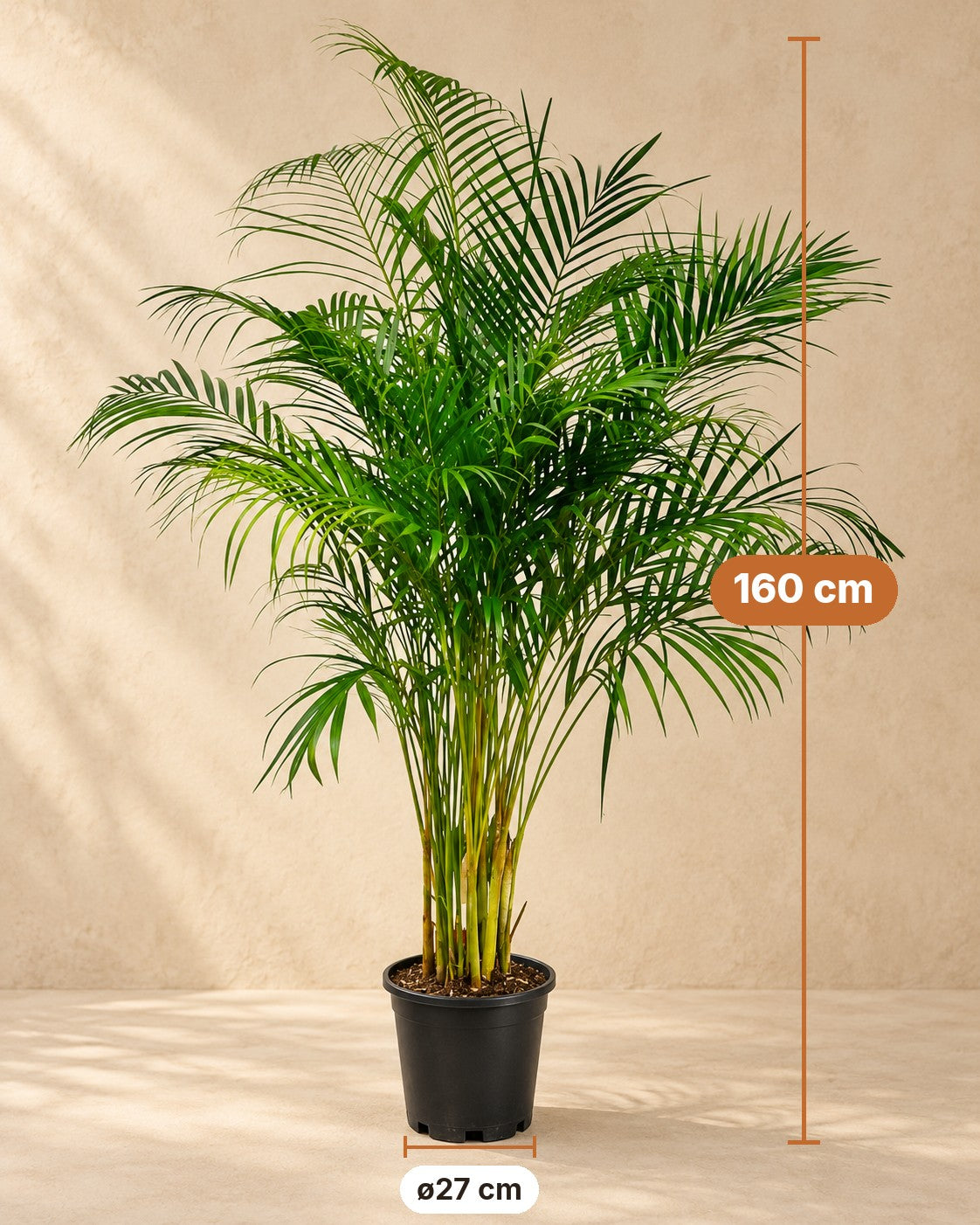 Dimensioni Palma Areca: altezza 160 cm, vaso ø27 cm