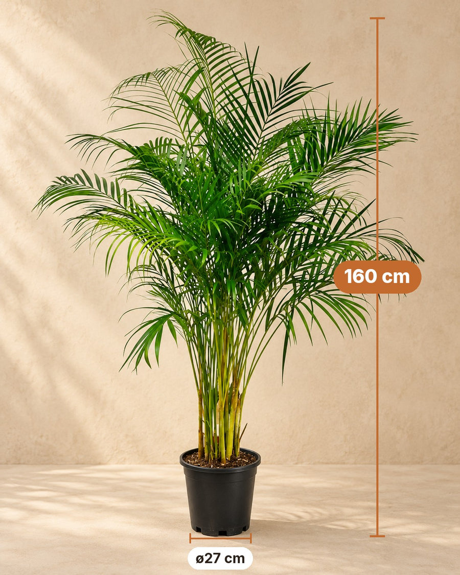 Palma Areca (Dypsis lutescens) 160 cm di altezza, vaso ø27 cm