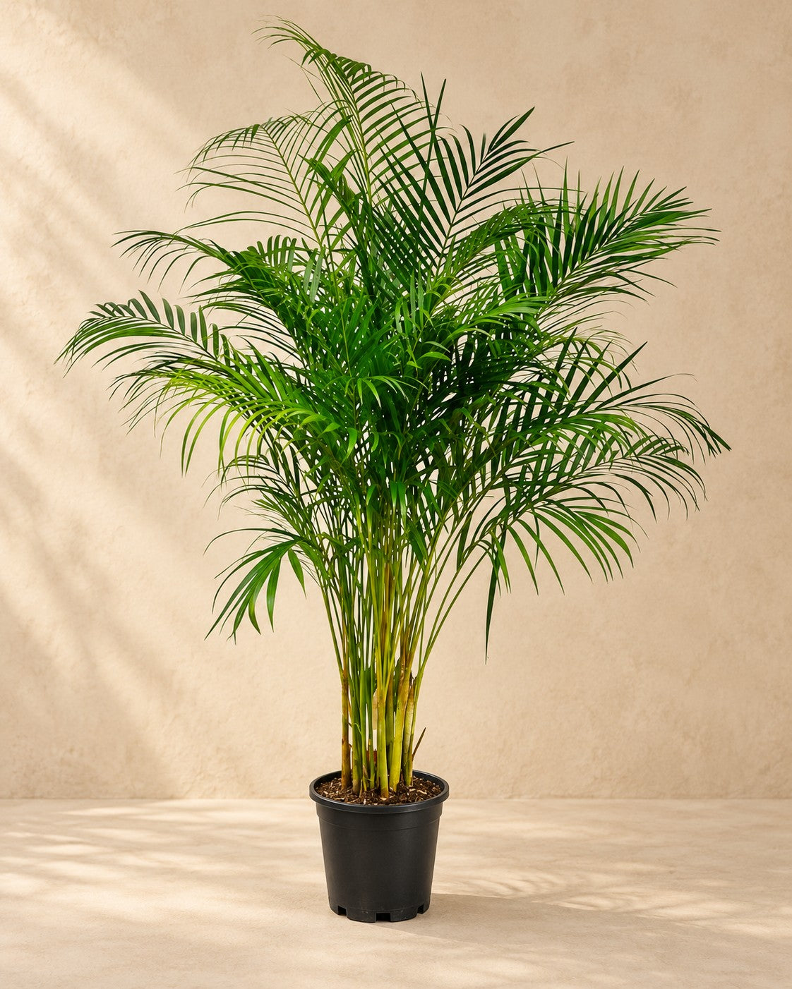 Palma Areca (Dypsis lutescens), alta 160 cm in vaso di coltivazione da 27 cm