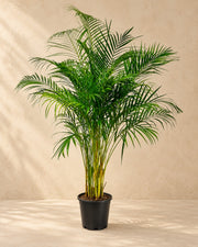 Palma Areca (Dypsis lutescens), alta 160 cm in vaso di coltivazione da 27 cm