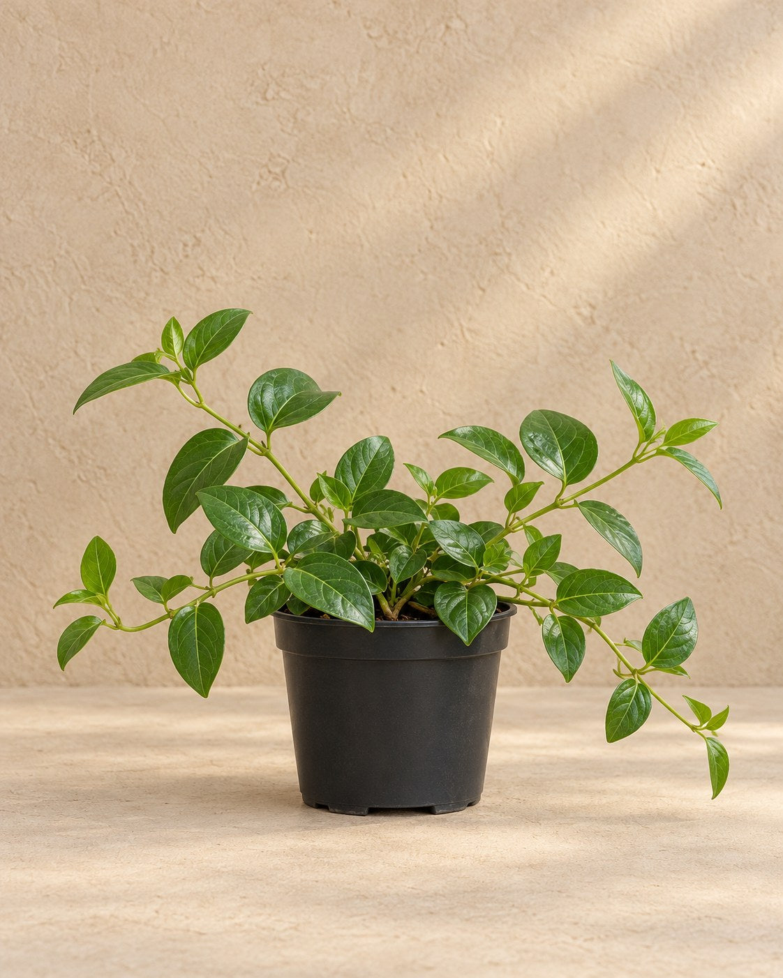 Greater periwinkle in a nursery pot