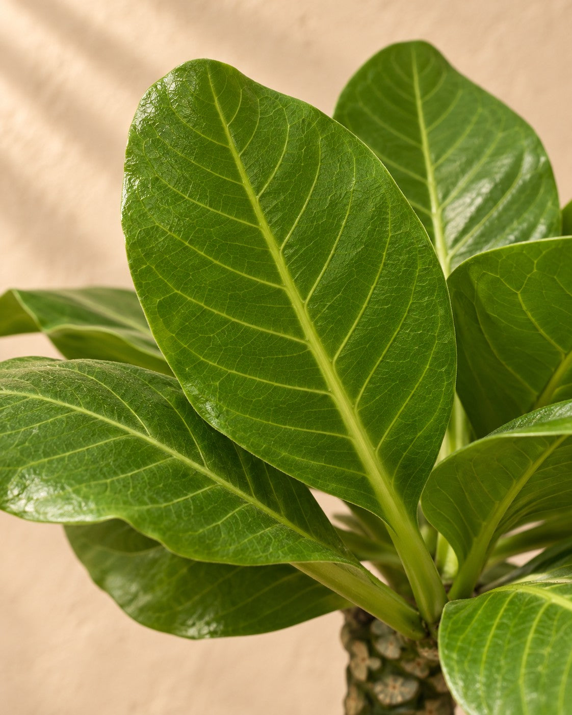 Närbild på bladen hos Hawaiipalm (Brighamia insignis)