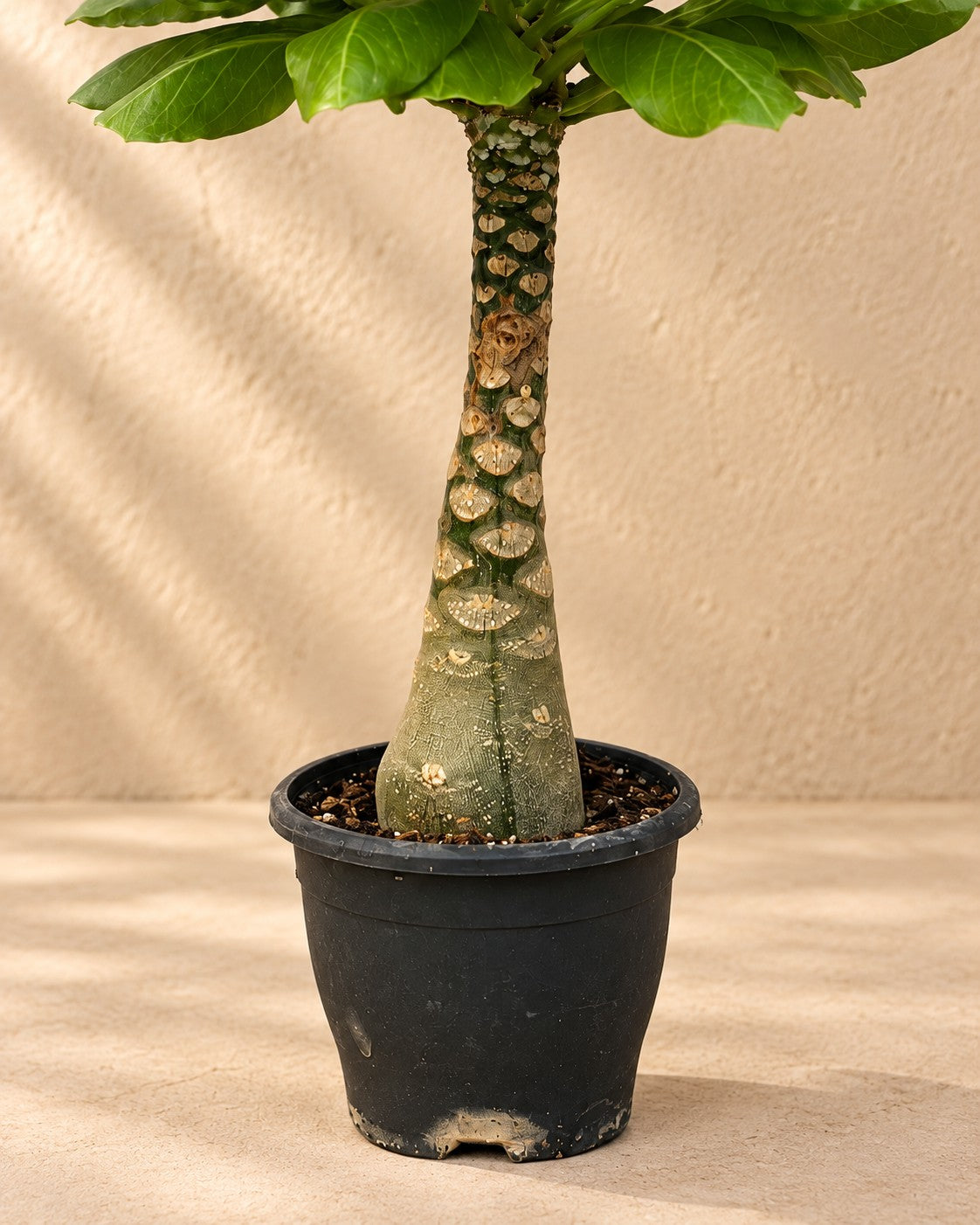 Nederste del af Hawaii-palme (Brighamia insignis) med dyrkningspotten