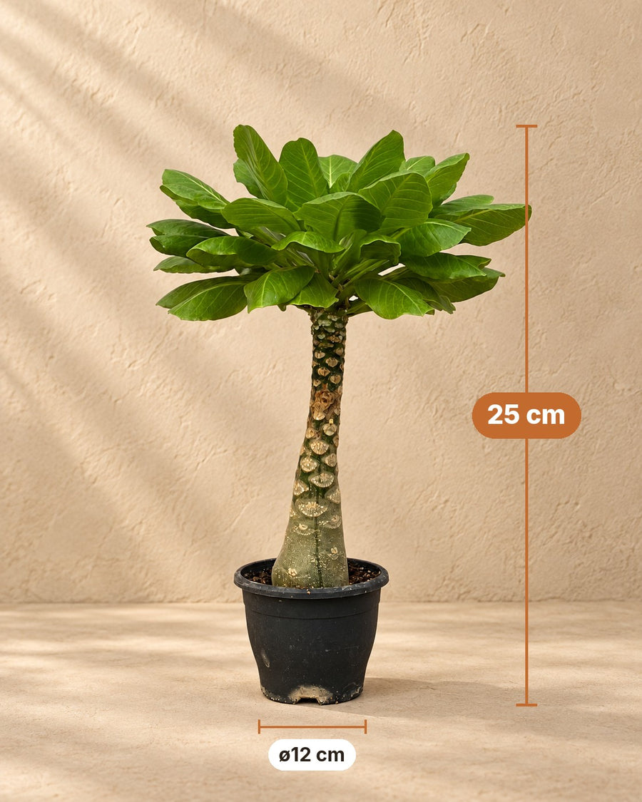 Hawaii-palme (Brighamia insignis) 25 cm høj, potte ø12 cm
