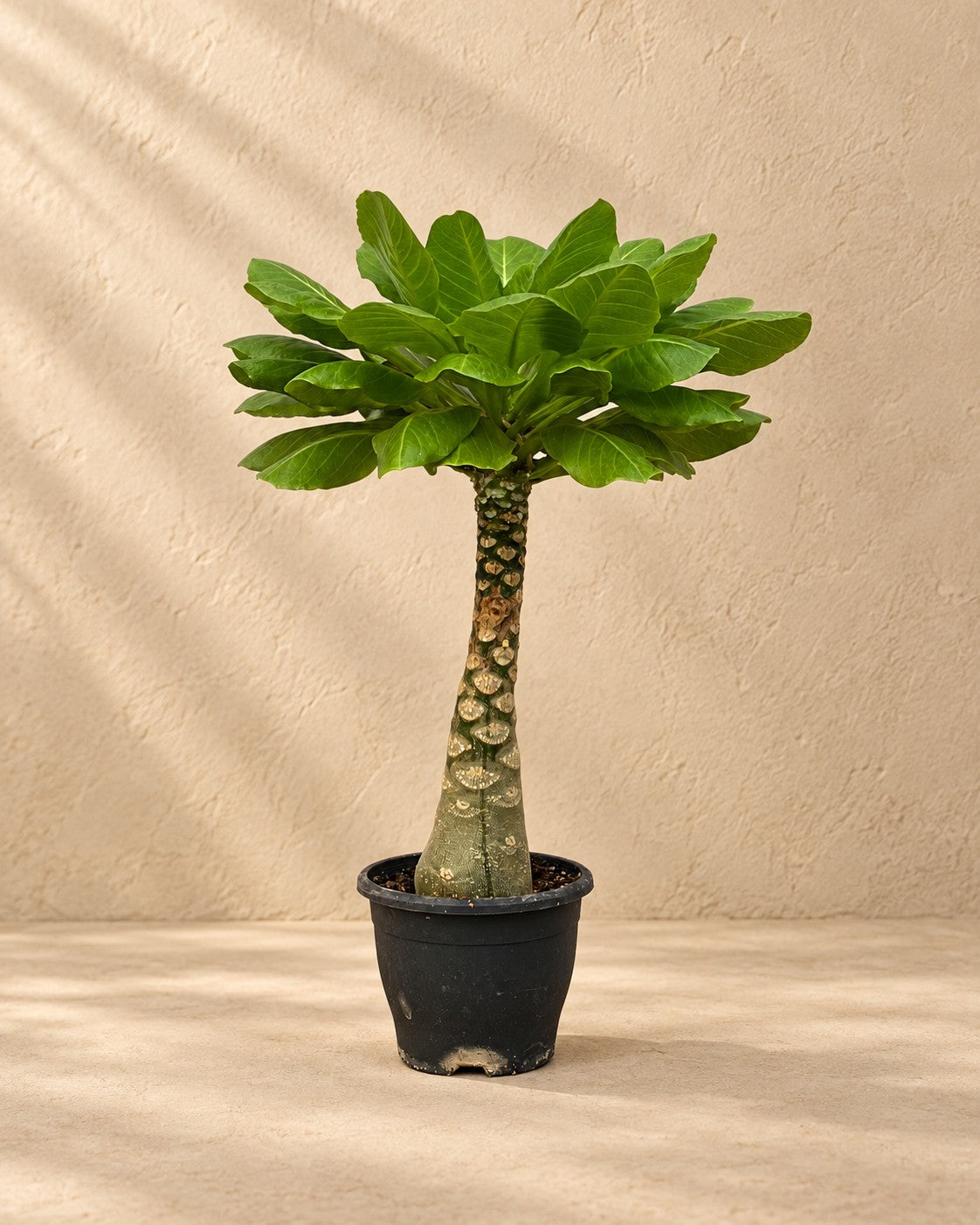 Hawaiipalm (Brighamia insignis), 25 cm hög i en 12 cm odlingskruka