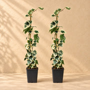 Hedera colchica Dentata Variegata 65 cm de haut, pot ø15 cm, lot de 2