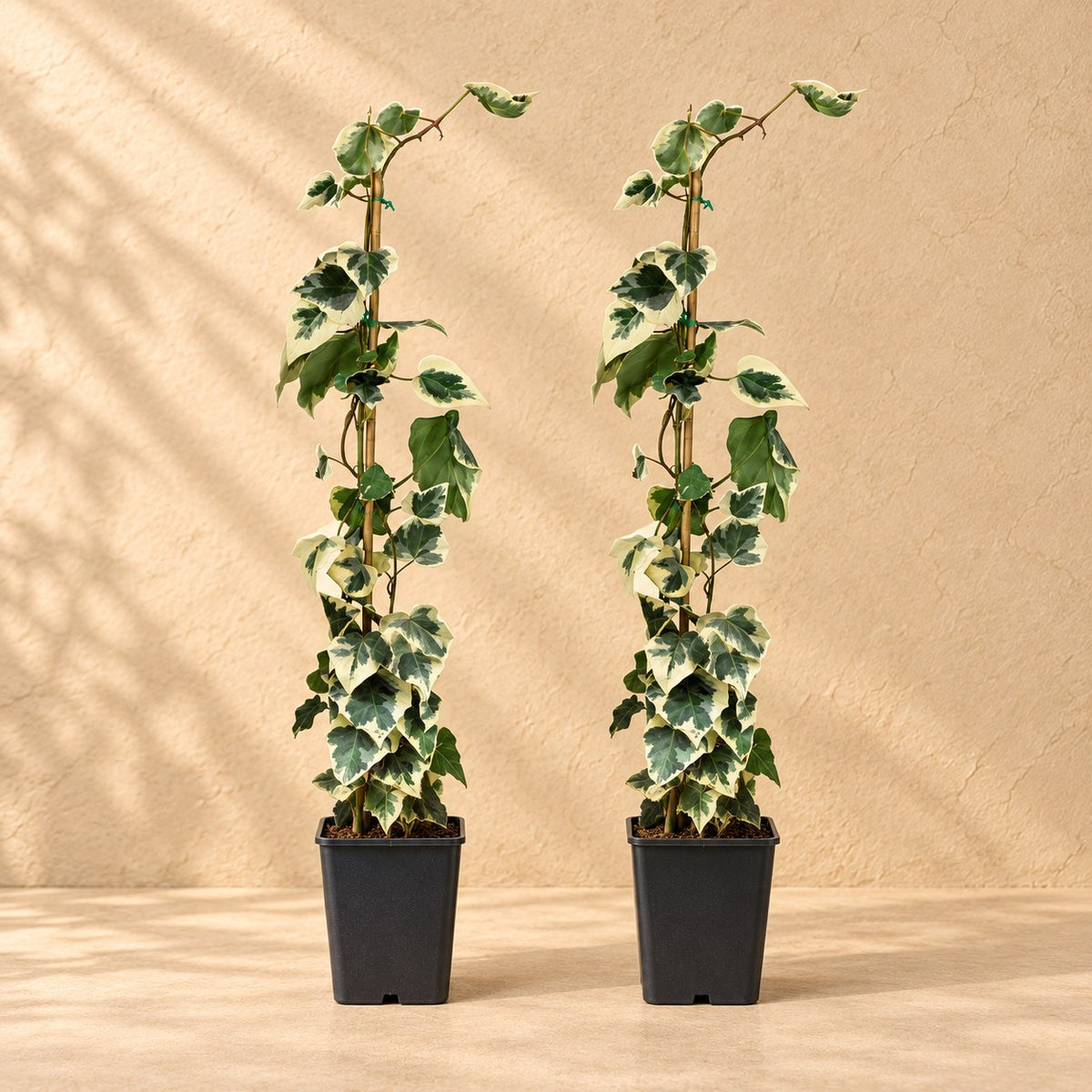 Hedera colchica Dentata Variegata 65 cm de haut, pot ø15 cm, lot de 2