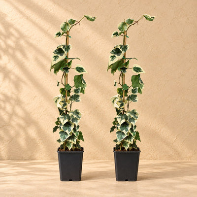 Hedera colchica Dentata Variegata 65 cm de haut, pot ø15 cm, lot de 2