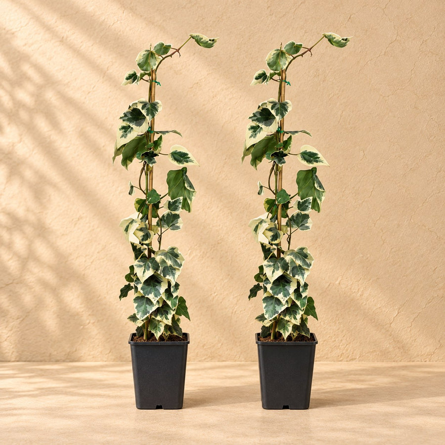 Hedera colchica Dentata Variegata 65 cm de haut, pot ø15 cm, lot de 2