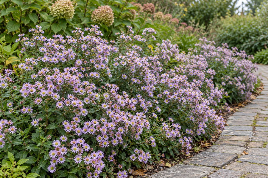 Áster de otoño 'Stardust' (Aster ageratoides)