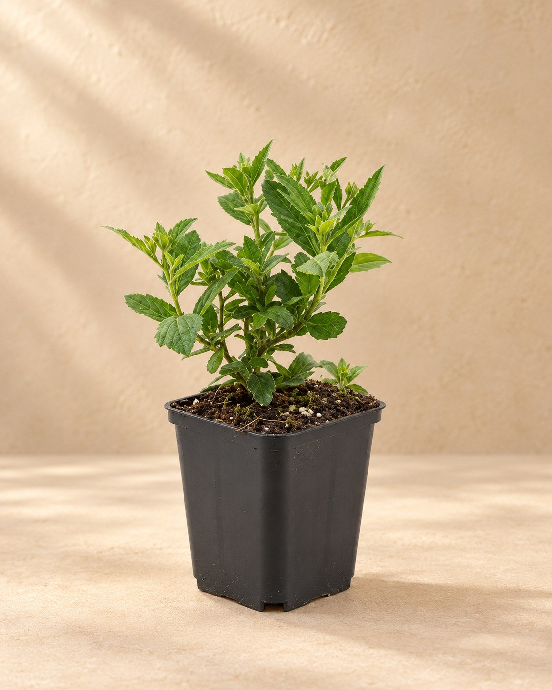 Aster d'automne 'Stardust' en pot de culture