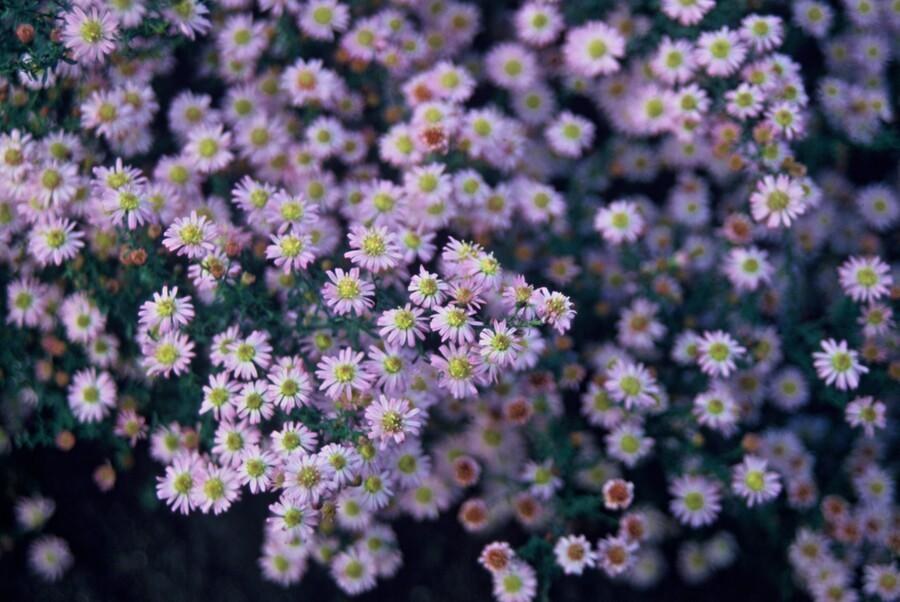 Astro autunnale 'Stardust' in giardino