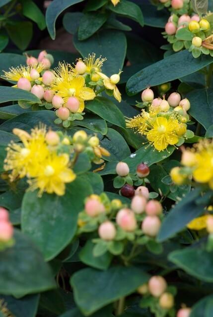 Hertshooi 'Annebel' in de tuin
