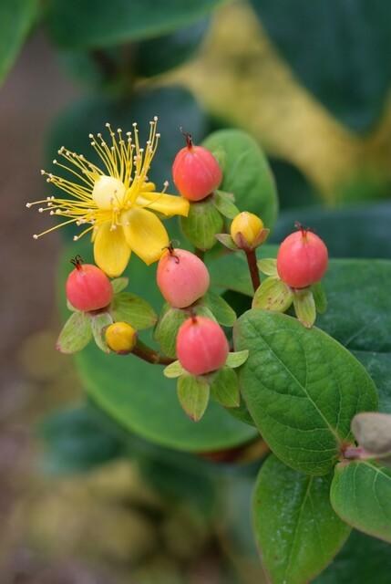 Iperico 'Annebel' (Hypericum inodorum)