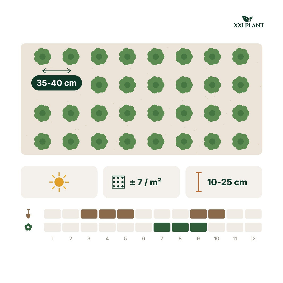 Plantkaart Grootbloemig hertshooi: 35-40 cm uit elkaar, ongeveer 7 per m²