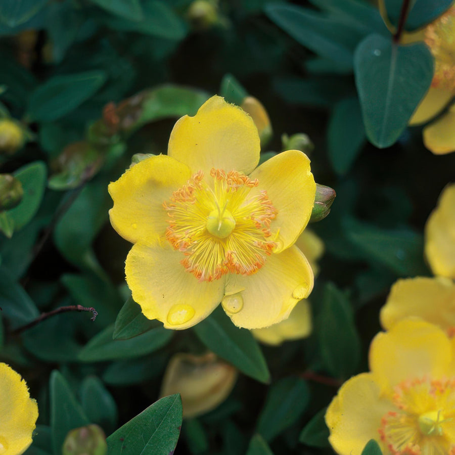 Storblomstret perikon (Hypericum calycinum)