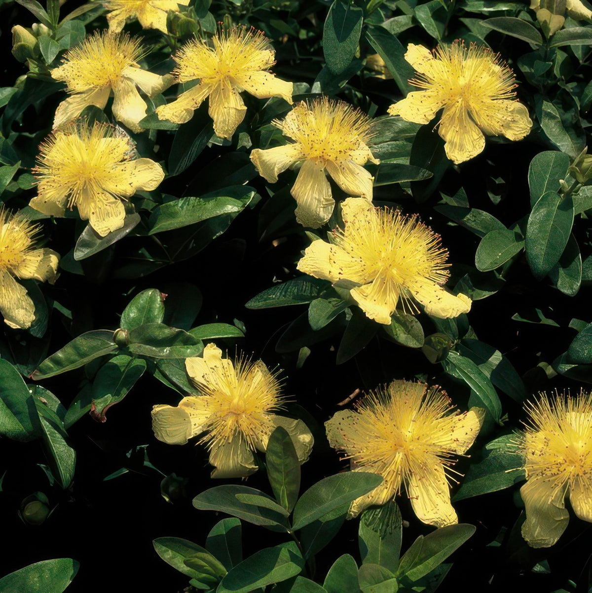 Grootbloemig hertshooi in de tuin