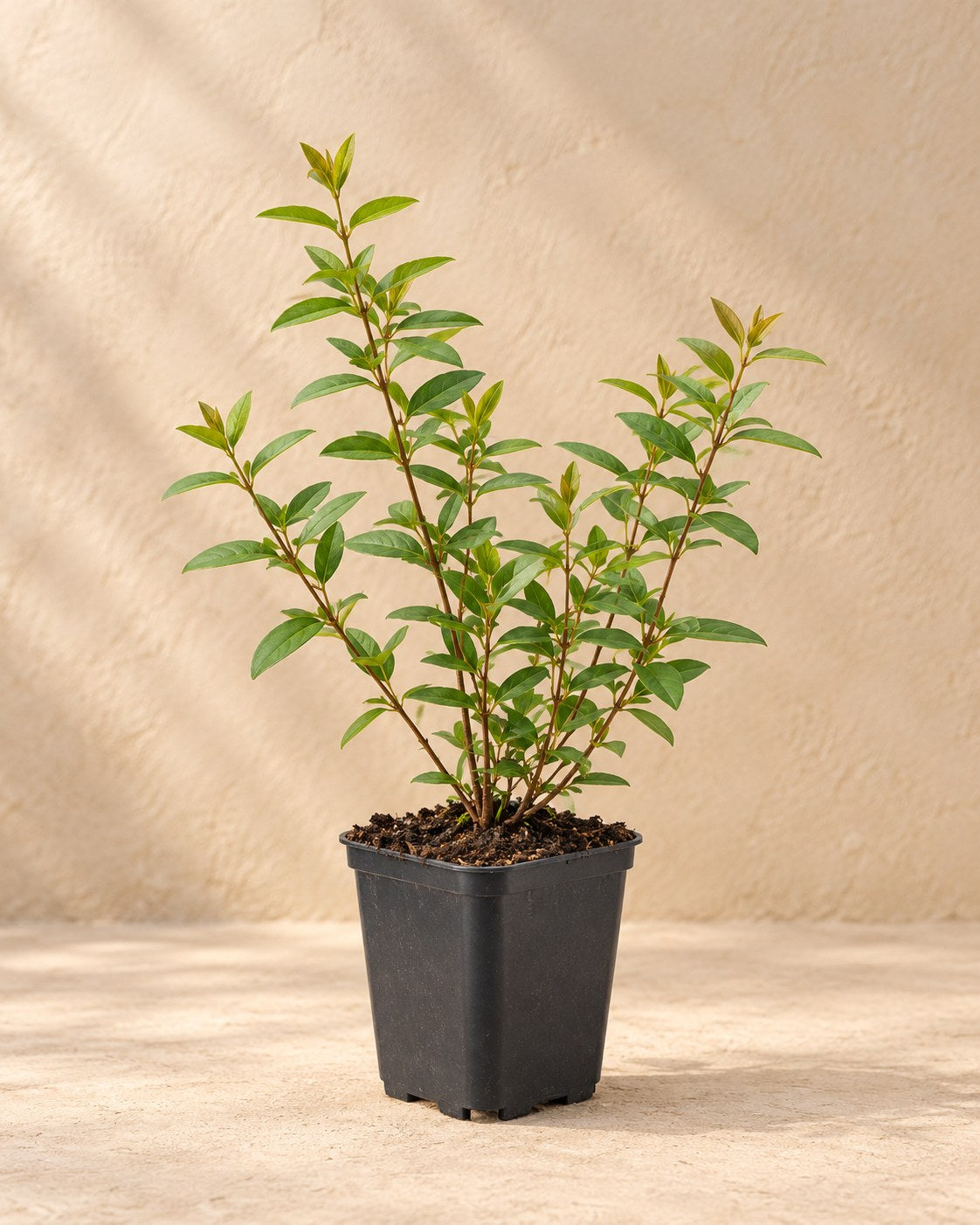 St John's wort 'Hidcote' in a nursery pot