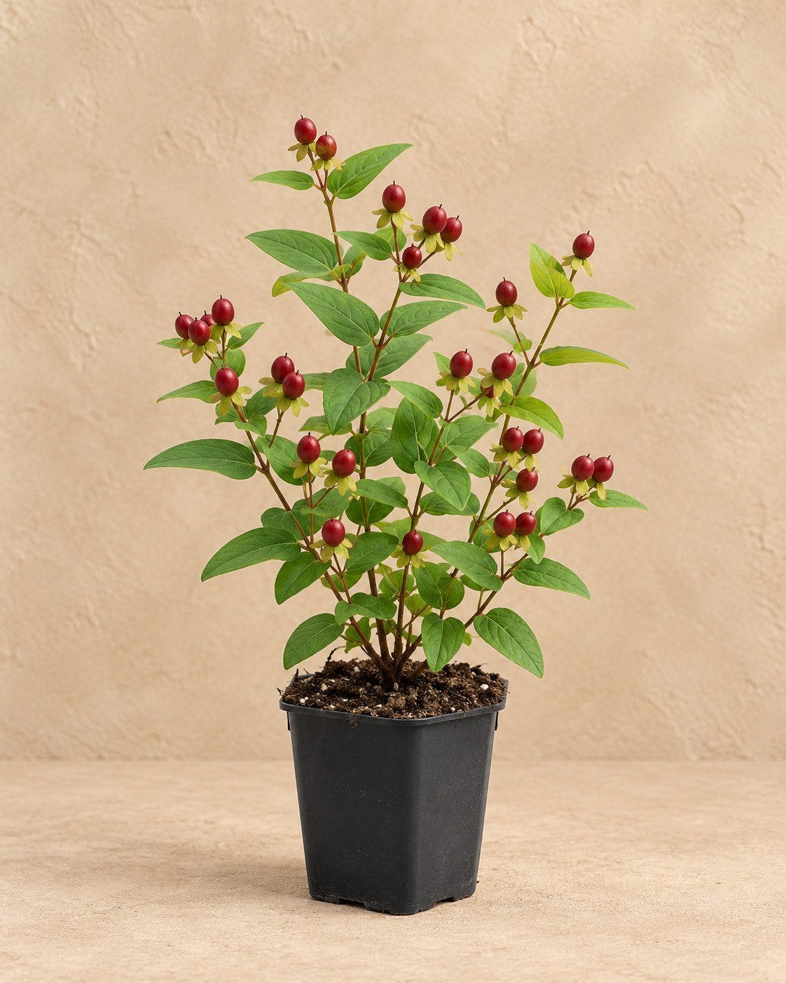 St John's wort 'Beauty' in a nursery pot