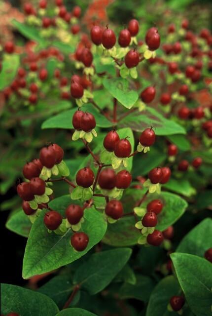 Johanniskraut 'Beauty' (Hypericum inodorum)