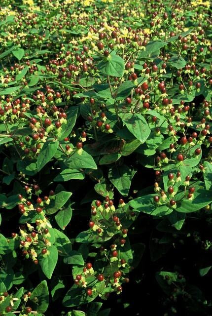 Johanniskraut 'Beauty' im Garten